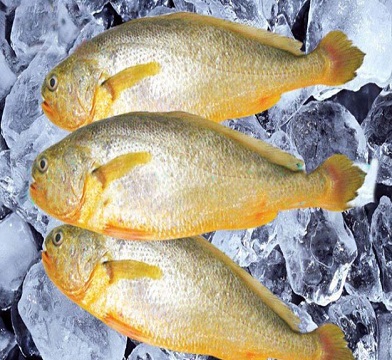 烏拉圭小黃魚進口報關