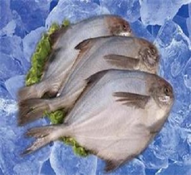 冷凍魚進口